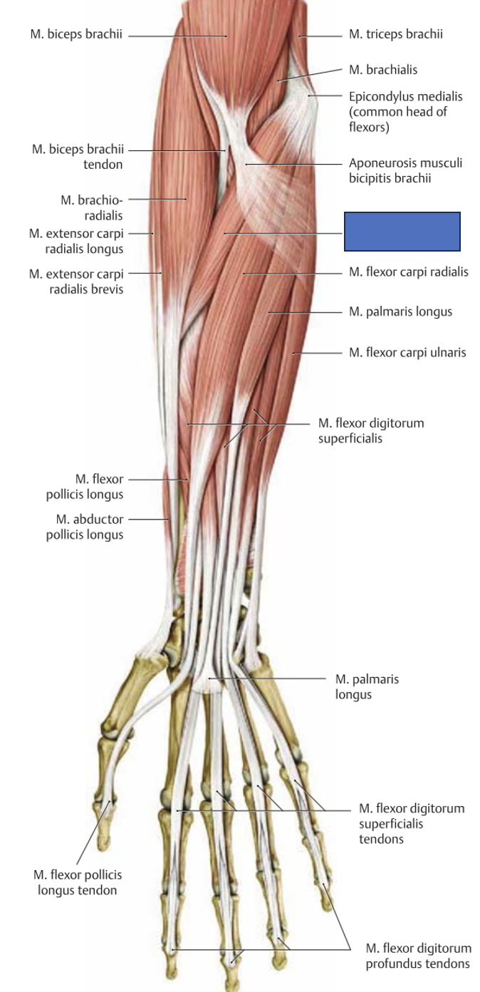 <p>m. pronator teres → proneerib küünarvart (aitab painutada)</p>