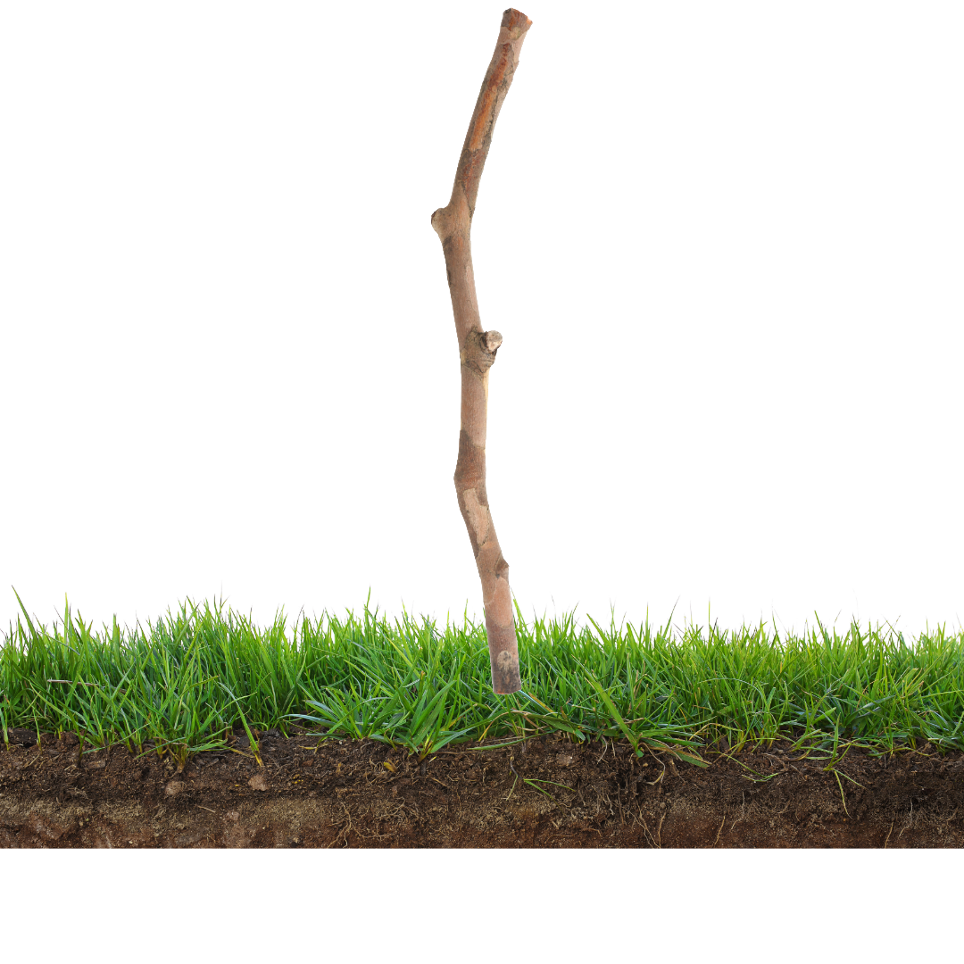 <p><strong>上</strong></p><p></p><p><span style="color: rgb(169, 169, 169);"><span>Breakdown:</span></span></p><p><span style="color: rgb(169, 169, 169);"><span>一 One, horizontal stroke</span></span></p><p><span style="color: rgb(169, 169, 169);"><span>卜 Divining rod</span></span></p><p></p><p><span style="color: rgb(169, 169, 169);"><span>Words:</span></span></p><p><span style="color: rgb(169, 169, 169);"><span>上　うえ　Up, above</span></span></p><p><span style="color: rgb(169, 169, 169);"><span>上がる　あがる　To go up</span></span></p>