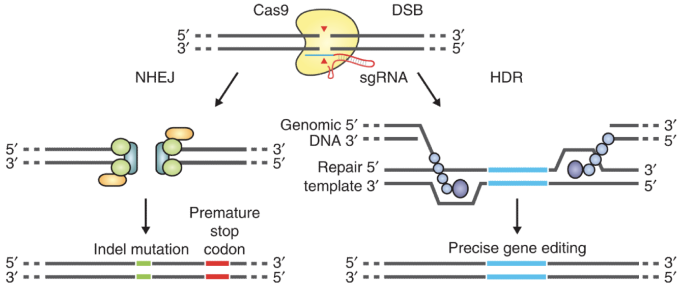 <p>Works for knock-in strategies, can go down two different pathways:</p><ul><li><p>NHEJ: stitch together - results in mutagenesis</p></li><li><p>HDR: move access to repair template to stear towards it</p></li></ul><p></p>