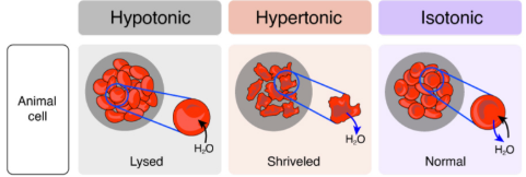 <p>Hypo (Less solute outside the cell)→ Lysed, Hyper (More solute outside the cell)→ shriveled, Isotonic (Same concentration outside and inside the cell) → normal. Opposite water concentrations.</p>