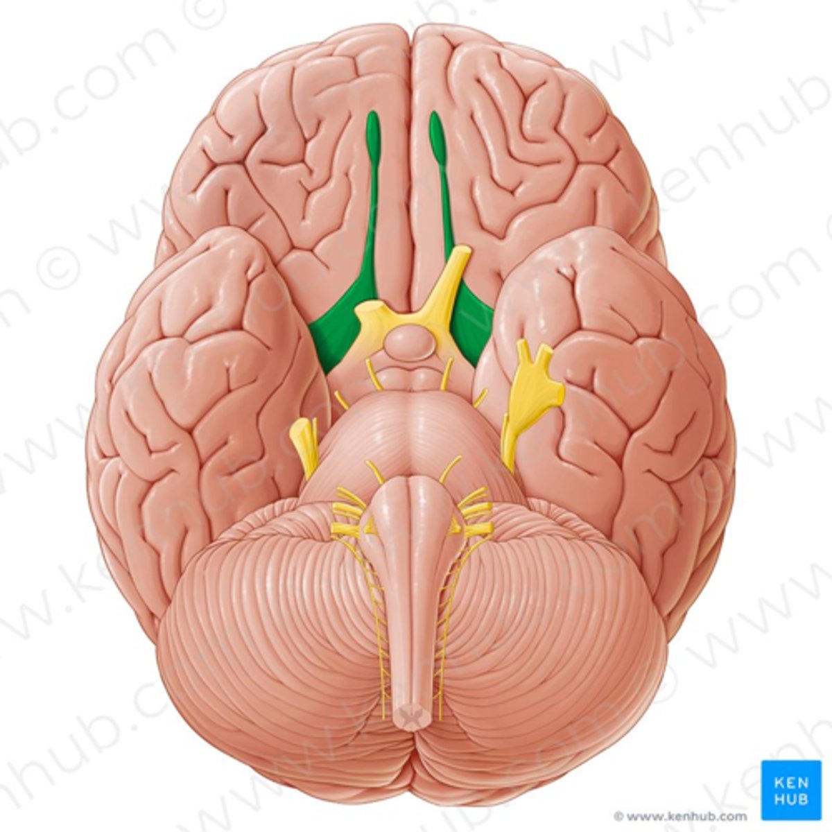 <p>Nervus olfactorius, haistmisnärv</p>