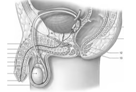 <p><span>Identify the structure labeled “12”</span></p>