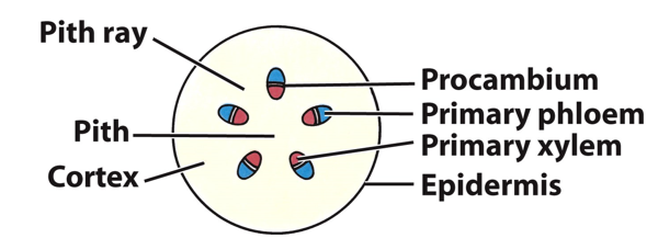 <p>Vascular bundles in a ring; clear pith and cortex; residual procambium</p>