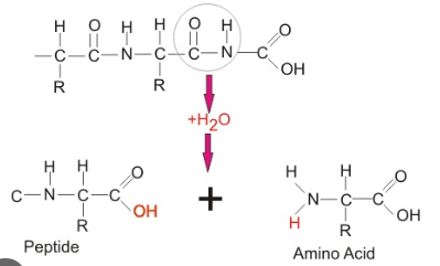 <p>Takes place during <strong>catabolic pathways</strong> - inserts water to break apart molecules</p>