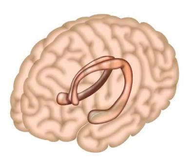 <p>Hippocampus</p>