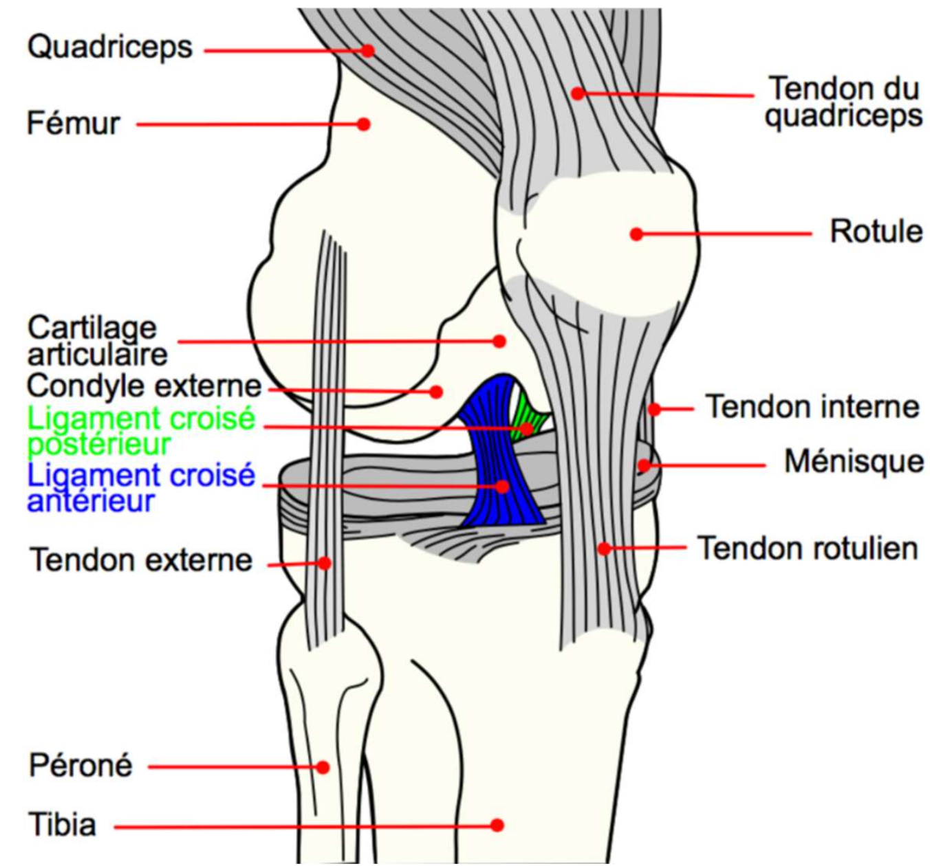 <p>Ligaments latéraux (interne et externe)</p><p>Ligament croisé antérieur et postérieur</p><p>Ménisques (interne et externe)</p>