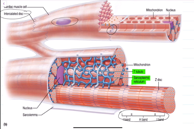 <ol><li><p>Both cells suddenly depolarize with an influx of sodium in the sarcolemma. Membrane potential from -90mv to 30mv. Brief; na+ channels close rapidly.</p></li><li><p>Depolarization wave travels down T-Tubules to triads; sarcoplasmic reticulum releases calcium</p></li><li><p>Calcium attatches to troponin, troponin pulls tropomyosin off filaments, excitation contraction coupling occurs.</p></li></ol><p></p>