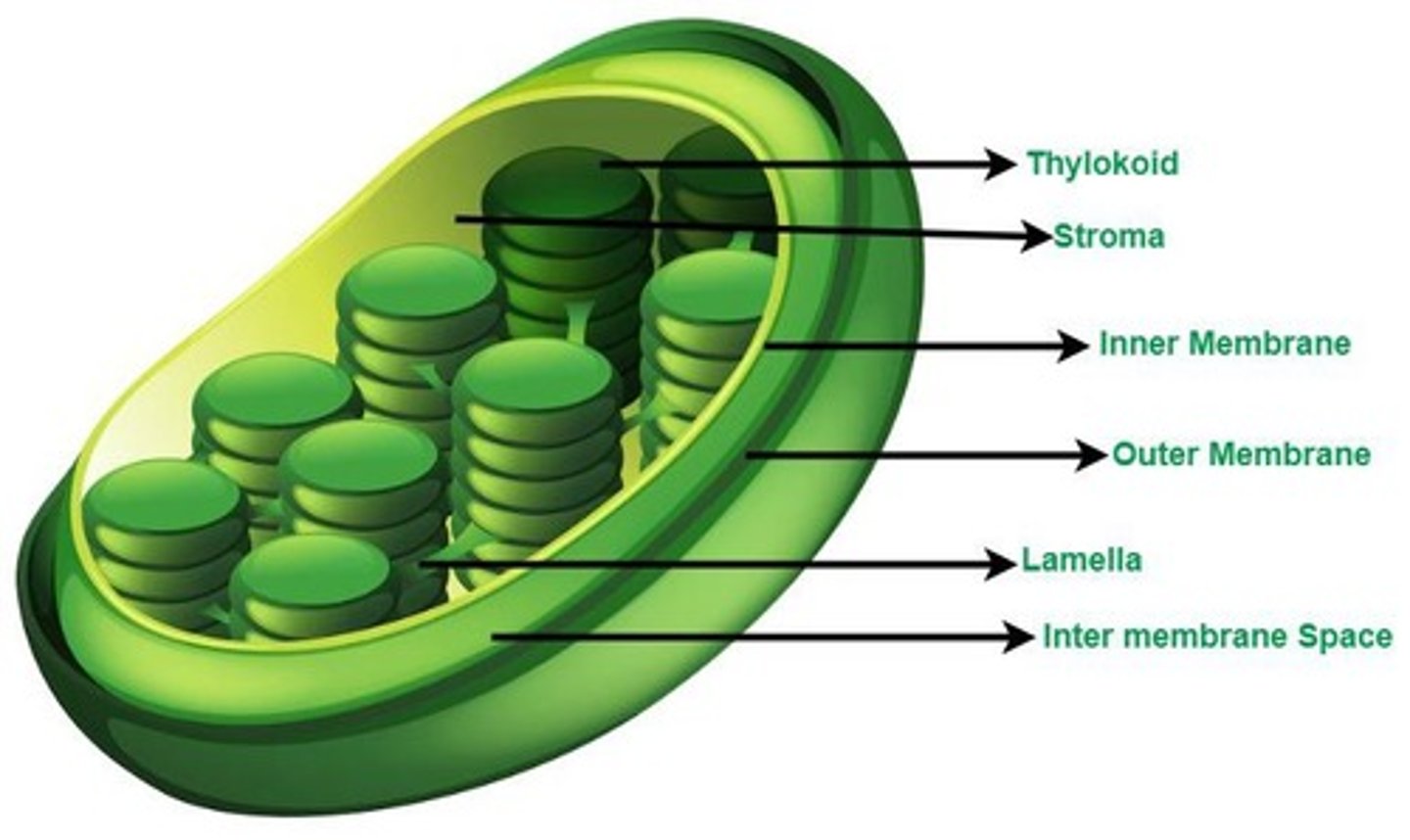 <p>Plastids responsible for photosynthesis, containing grana (stacks of thylakoids).</p>