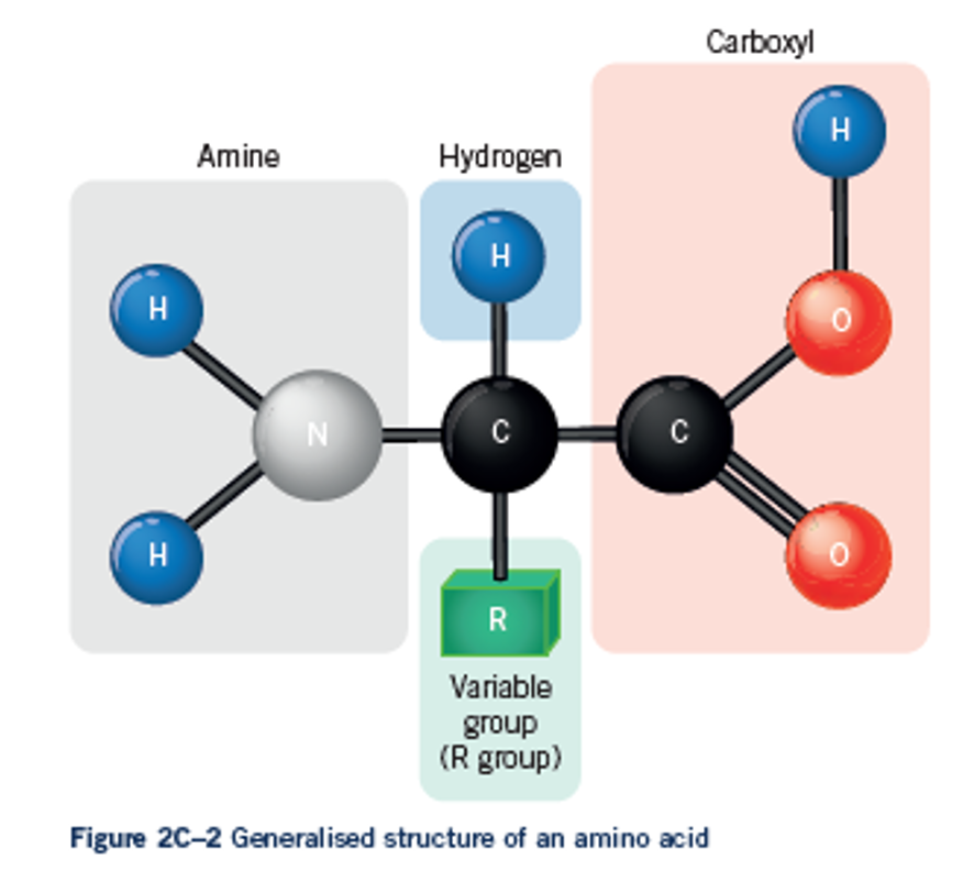 <p><span><span>are the building blocks of proteins. They are made of an amine group, a carboxyl group and an R group. The R group changes between each amino acid and this is what makes them unique.&nbsp;</span></span></p><p><span><span>You don’t need to know how to draw them, but you should know they contain these groups and Nitrogen (N).</span></span></p>