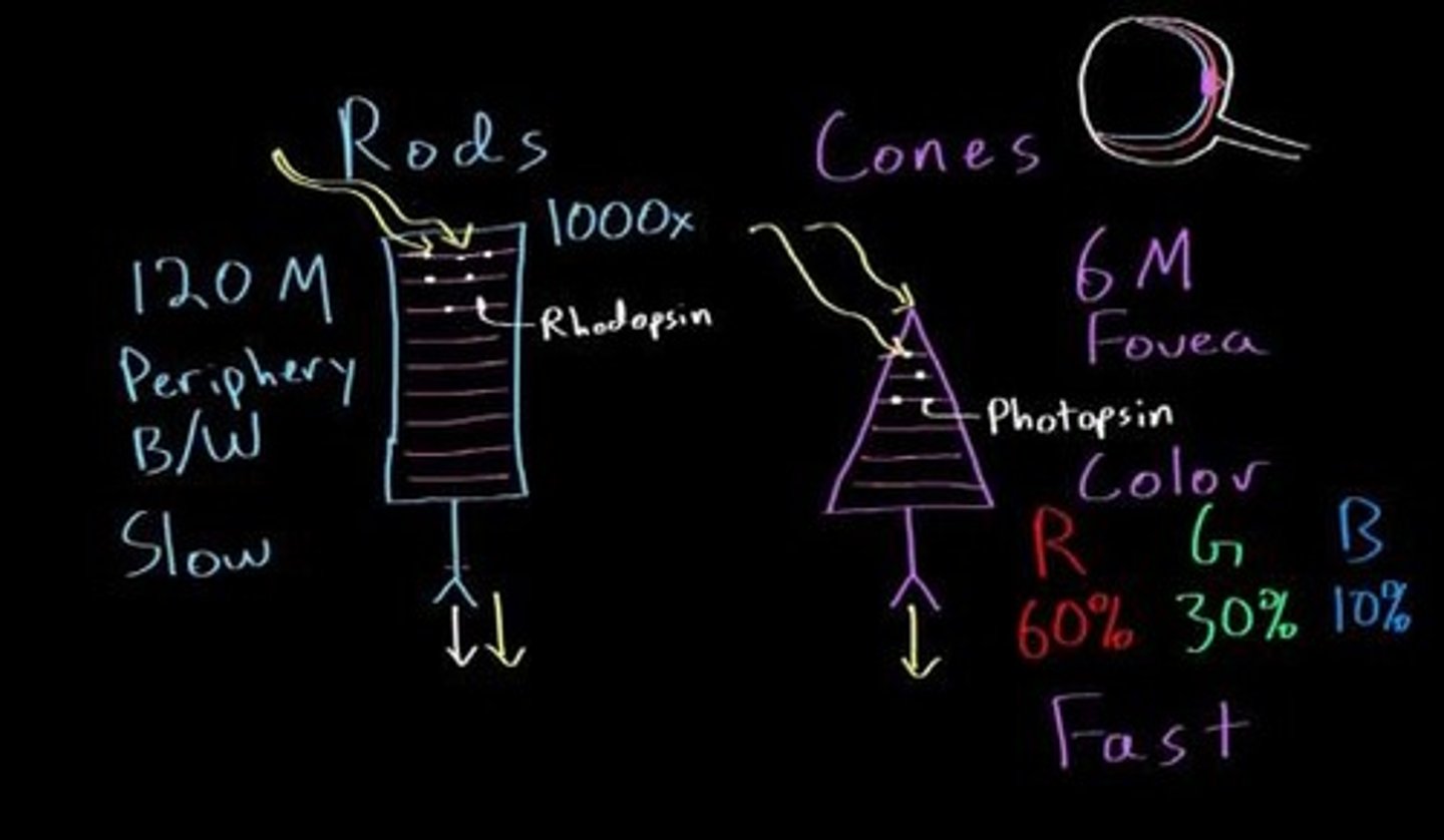 <p>Rods and cones.</p>