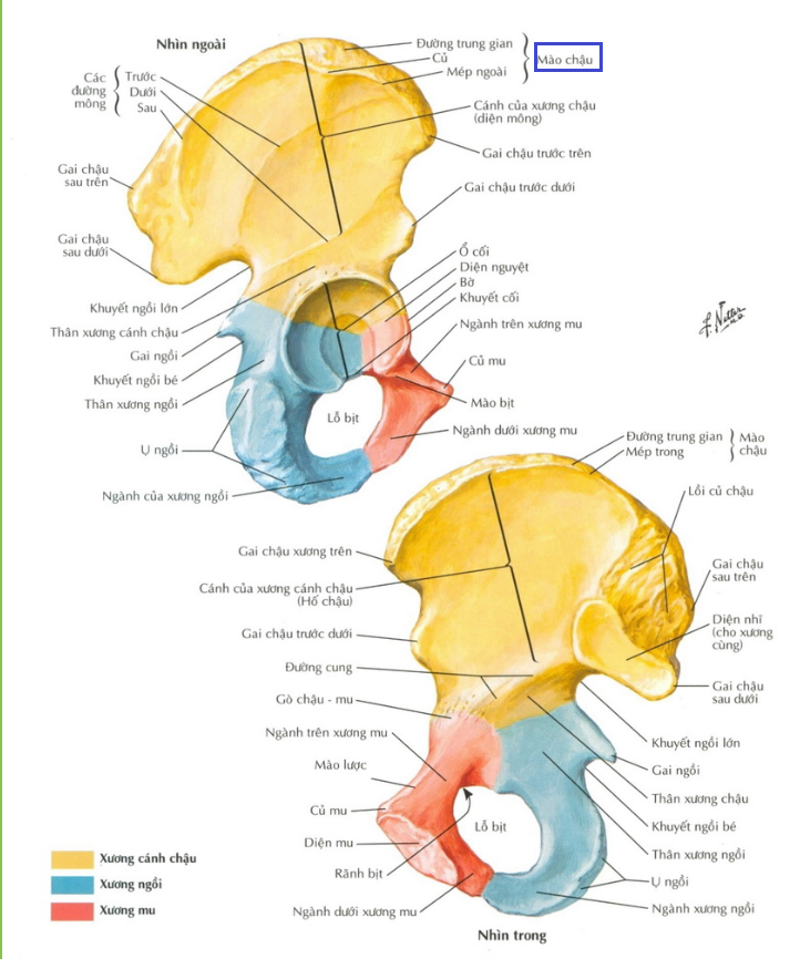 <p>Trong ứng dụng<span style="color: red"><strong> chọc dò tủy sống</strong></span>, người ta thường dựa vào vị trí của cấu trúc nào để xác định <strong>đốt sống thắt lưng IV</strong>?<br>A. Gai chậu trước trên<br>B. Gai chậu sau trên<br>C. Mào chậu<br>D. Diện nhĩ</p>