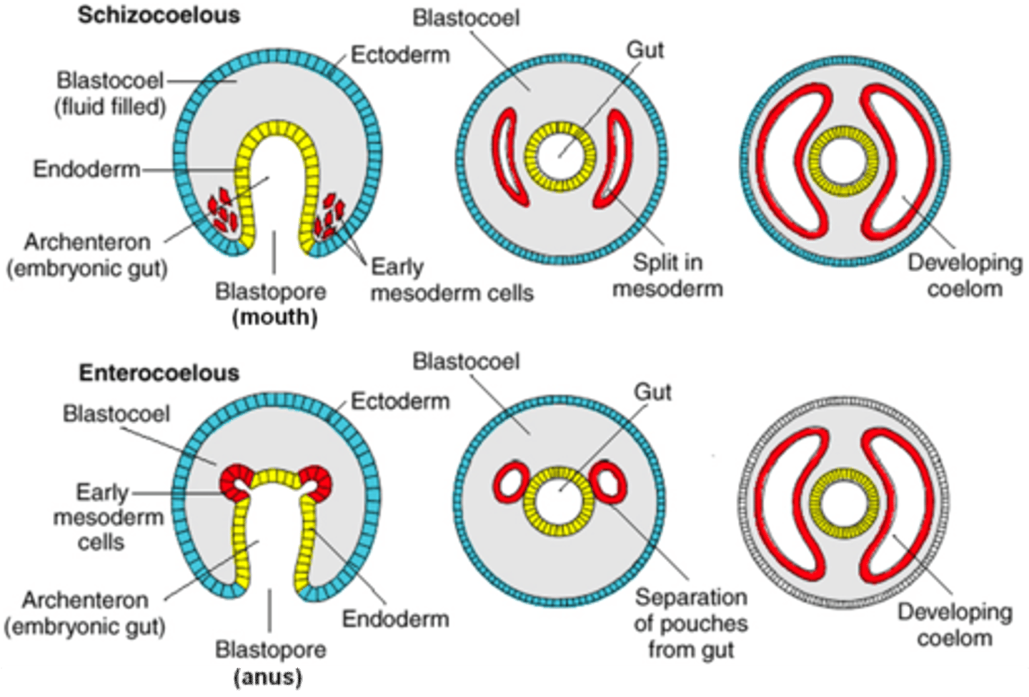 <p>coelom formed by groups of cells that split from the endodermal layer</p>
