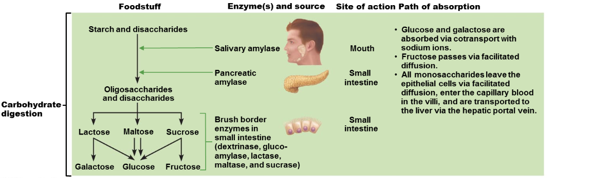 <p>1.  Starts in the Mouth: Salivary amylase begins breaking down starch.</p><p>2.  Continues in the Small Intestine: Pancreatic amylase and brush border enzymes further break down carbohydrates.</p><p>3.  Absorption: Glucose and galactose are absorbed with sodium. Fructose uses facilitated diffusion.</p><p>4.  Transport: Monosaccharides enter blood capillaries and go to the liver.</p>