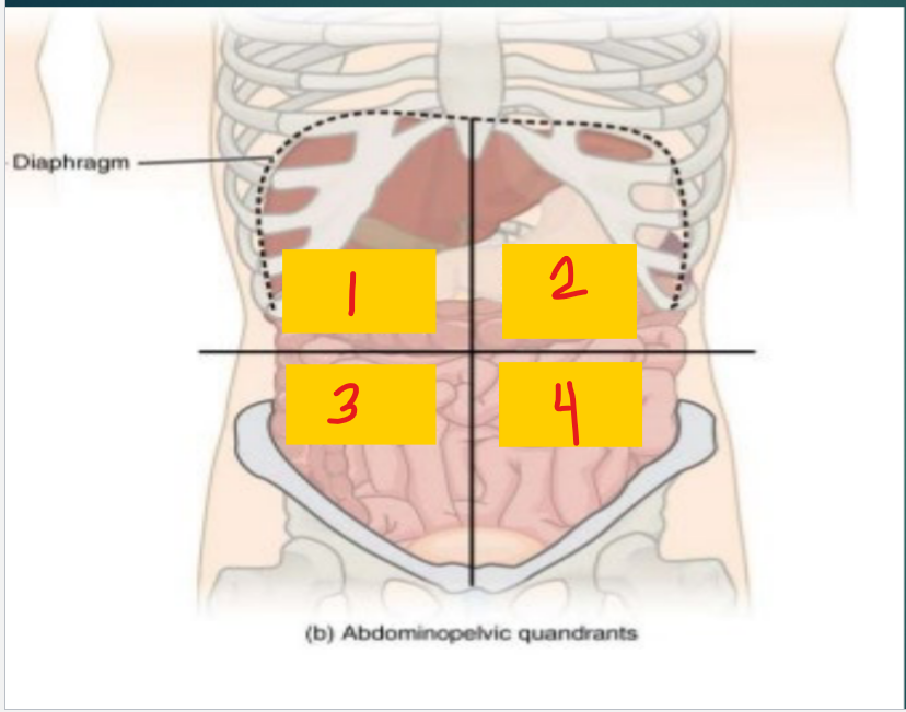 <p>3</p><ul><li><p>Small intestine</p></li><li><p>cecum</p></li><li><p>appendix</p></li><li><p>ascending colon</p></li><li><p>right ovary</p></li></ul><p></p>