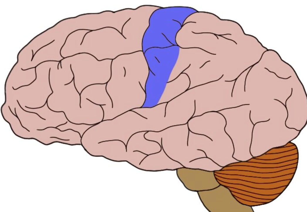 registers and processes body touch and movement sensations

