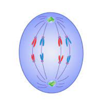 chromosomes are pulled apart to opposite poles