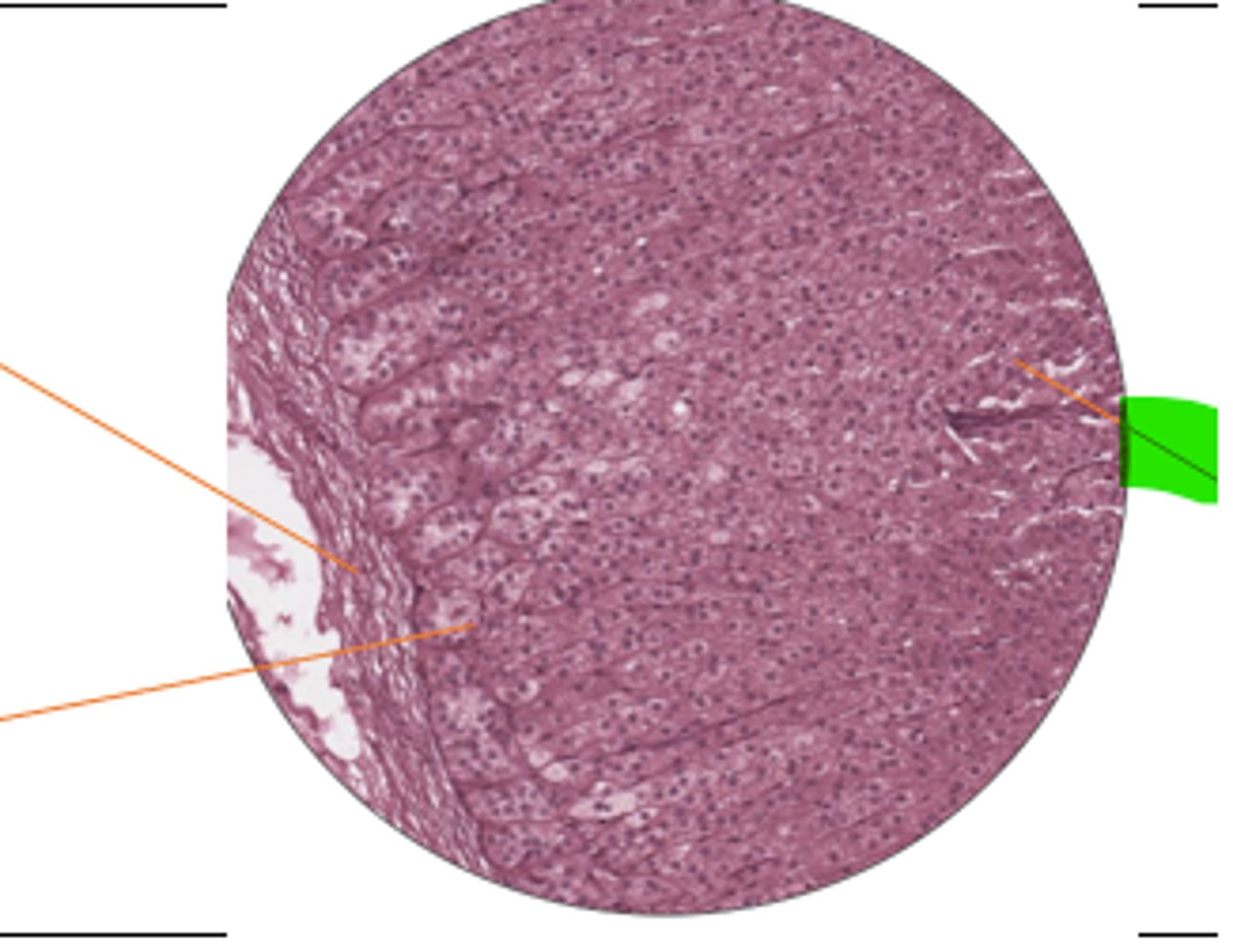 <p>label region and organ</p>