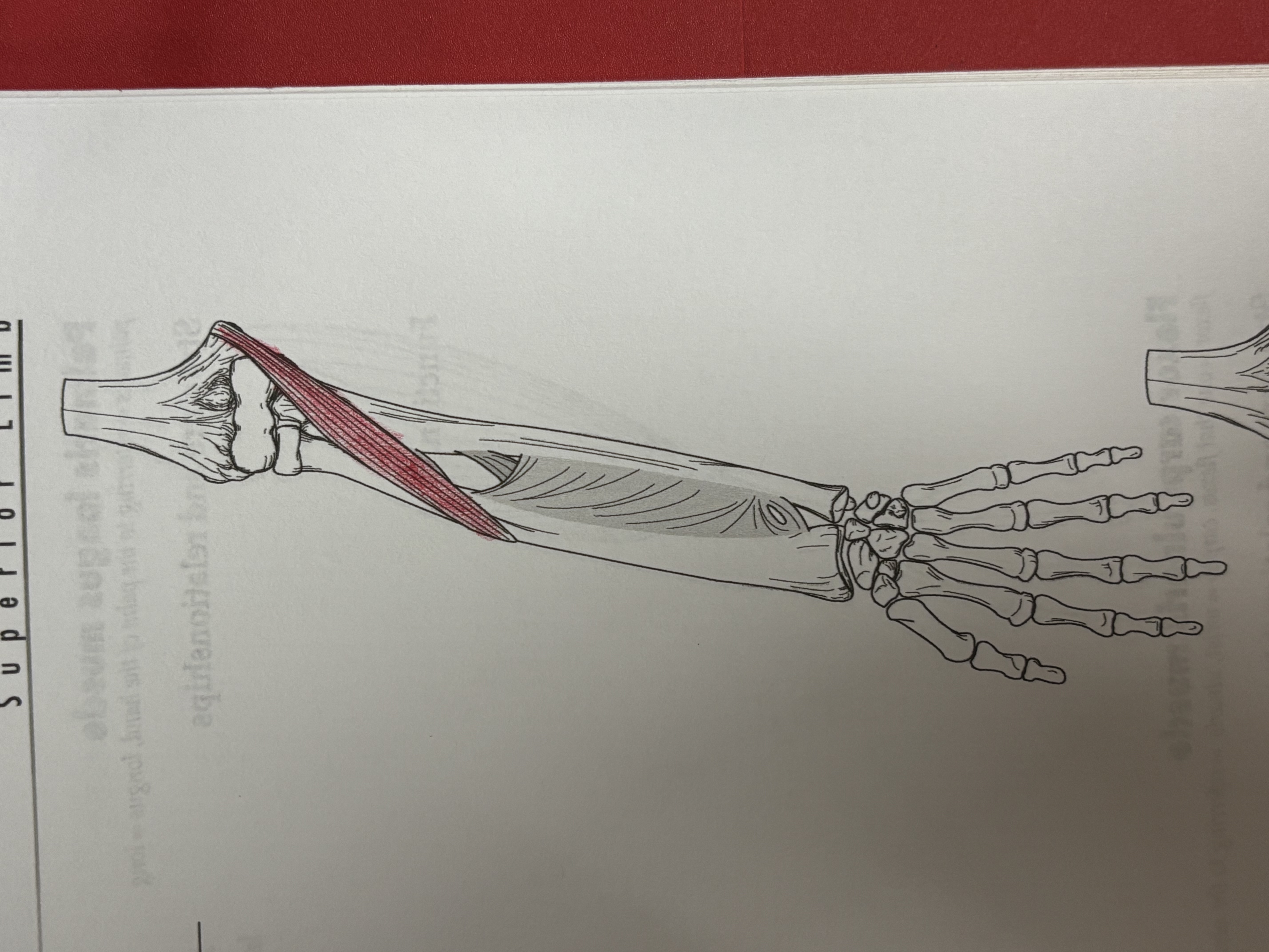 <p>!!!! What muscle is this </p>