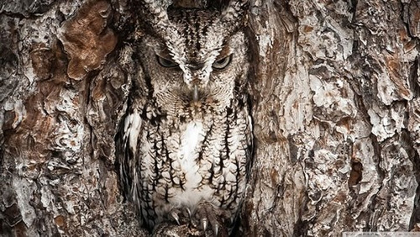 <p>the color or patterns that allow an organism hide in their ecosystem</p>