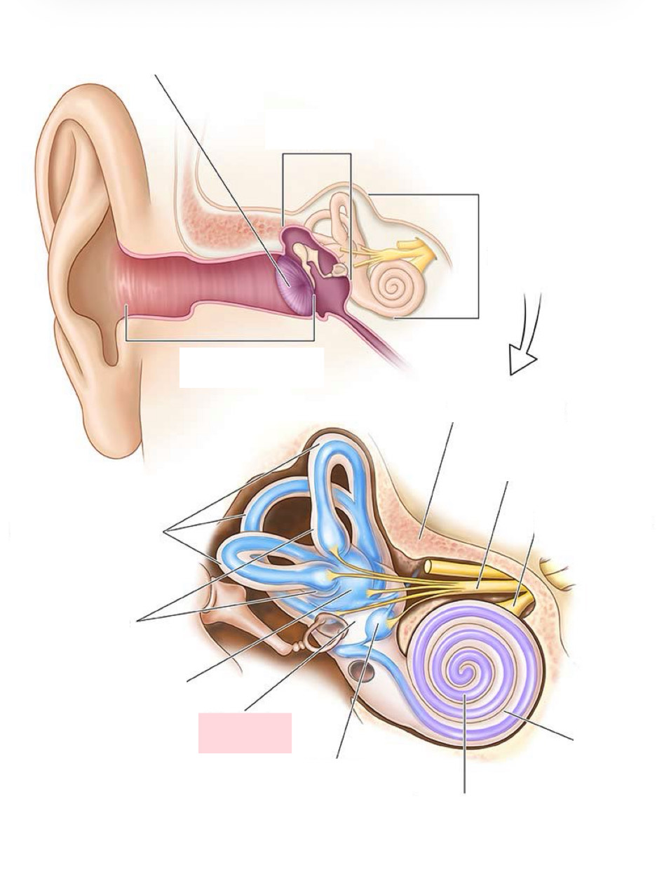 <p>Label the Diagram</p>
