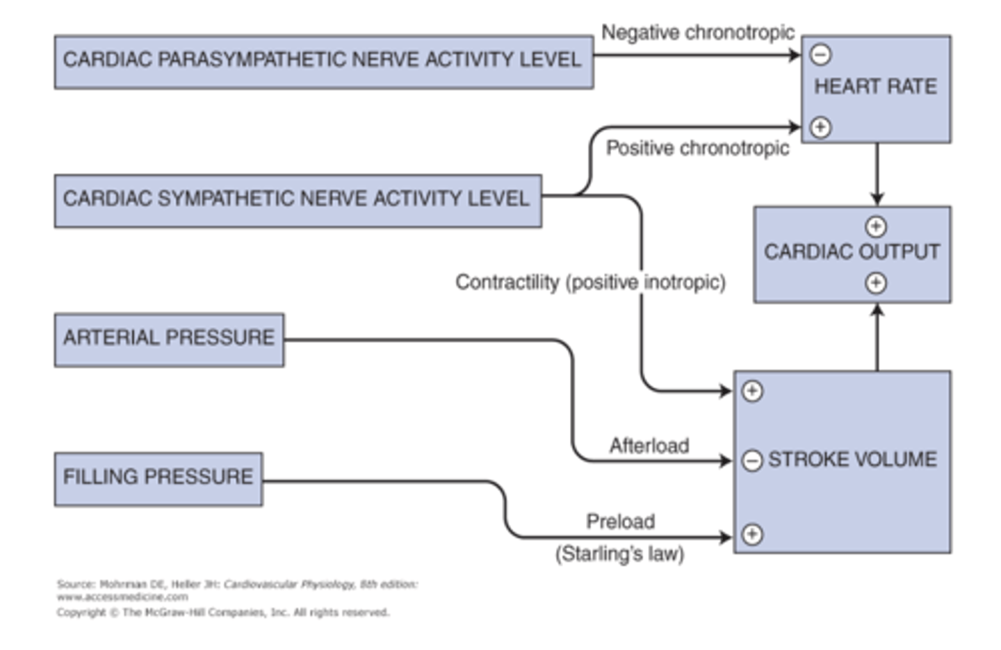 <p>What is SV (stroke volume) controlled by?</p>
