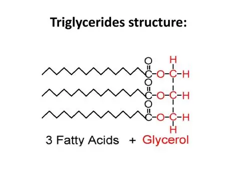<p>a glycerol and three fatty acid groups</p>