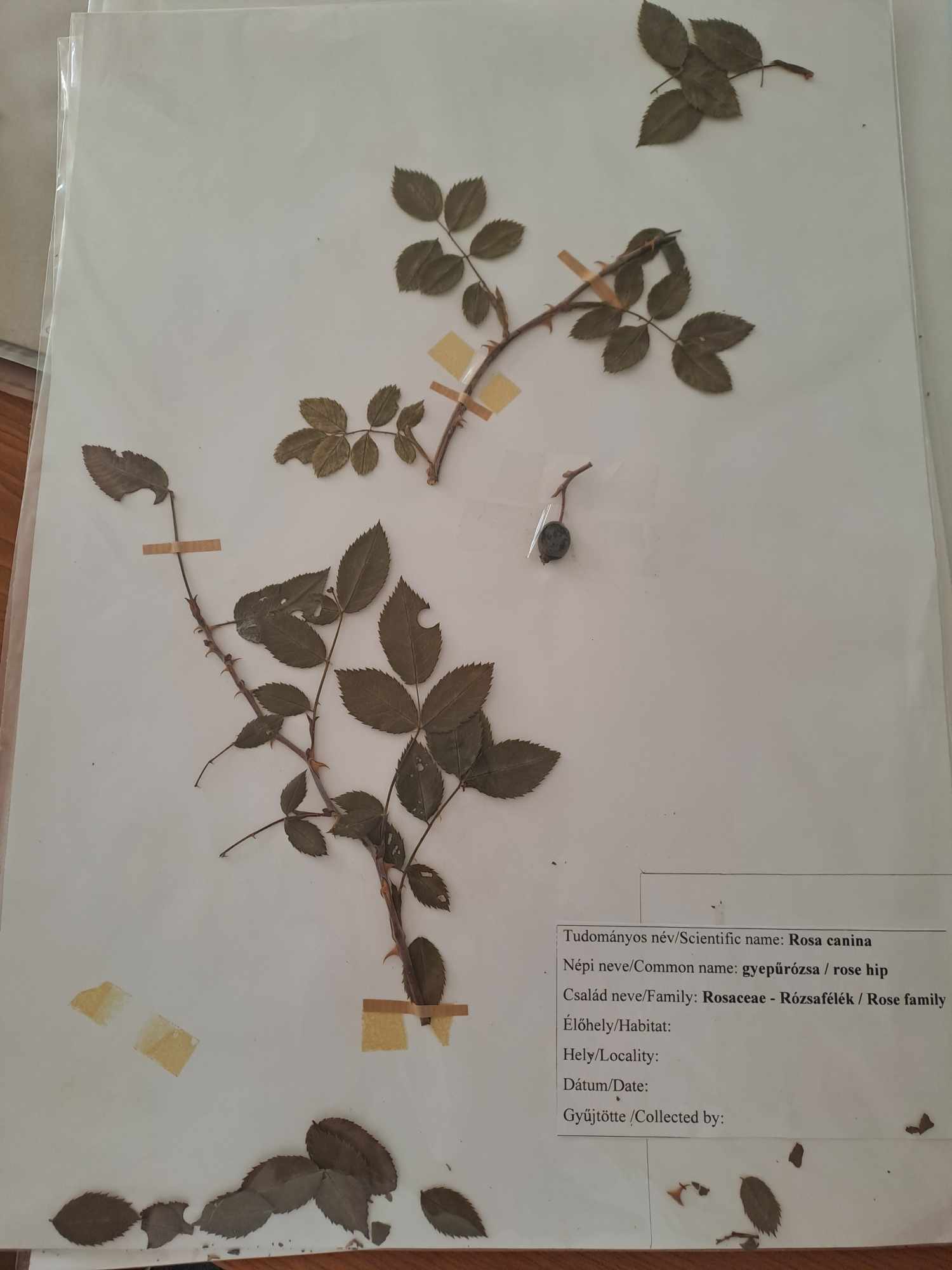 <p>Rosa canina</p>