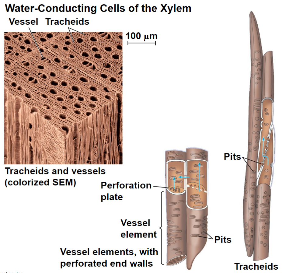 <ul><li><p>Dead and lignified at maturity</p></li><li><p>Tracheids - long, thin cells; tapered ends</p></li><li><p>Water moves between tracheids through pits, thin regions lacking secondary cell wall</p></li><li><p>Vessel elements – align end to end, form long pipes called vessels; end walls contain perforated plates</p></li></ul>