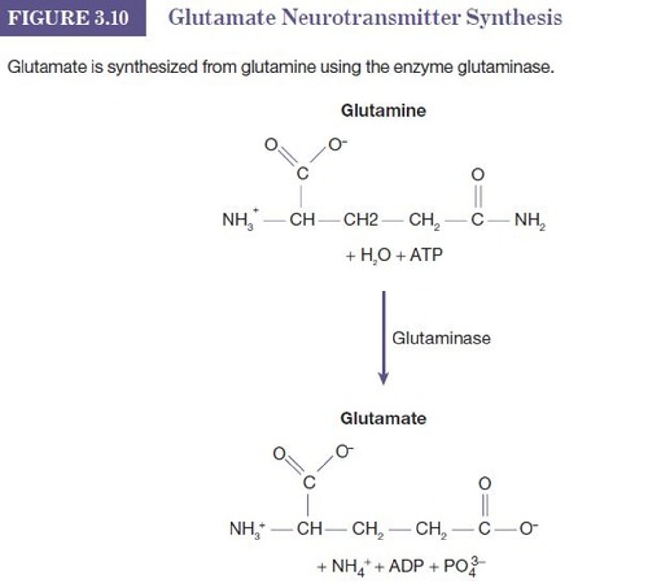 <p>The main excitatory neurotransmitter in the brain and spinal cord, released by all sensory neurons except pain.</p>