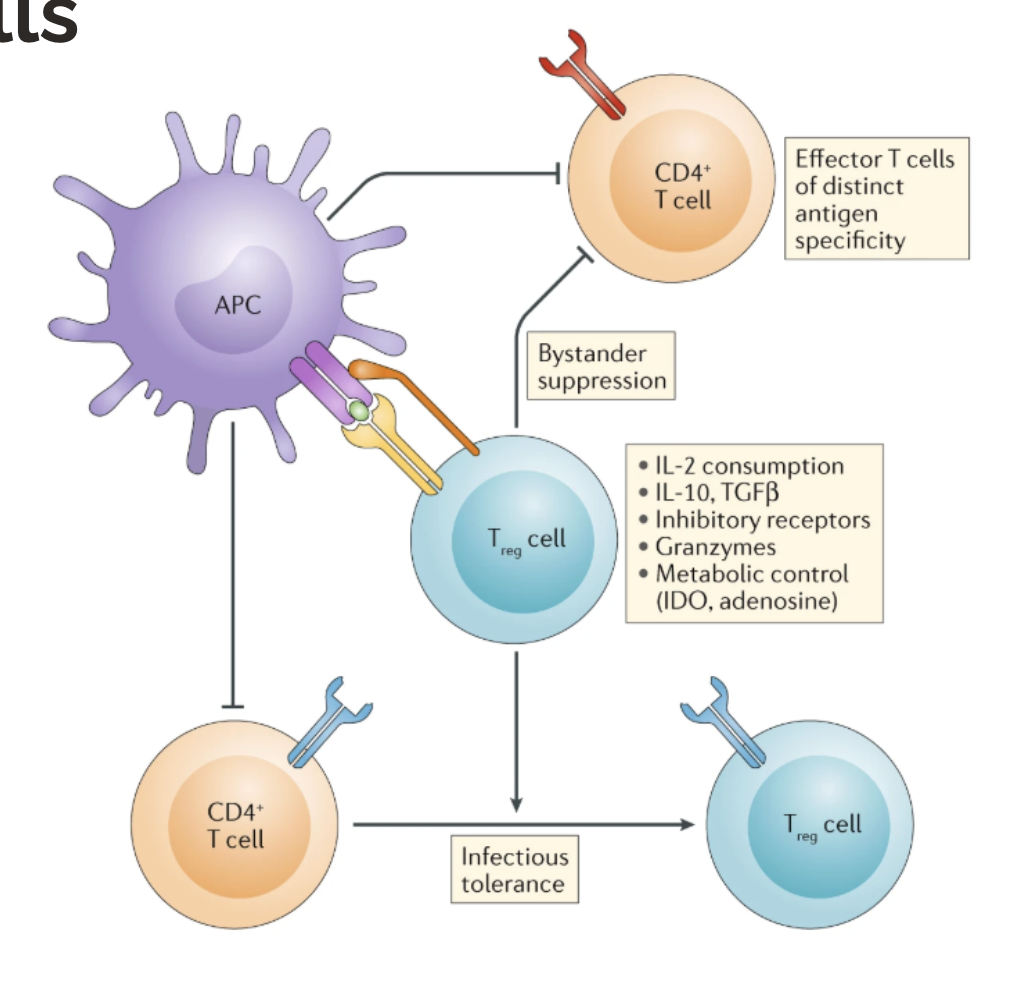 <ul><li><p>natural regulatory T cells (nTregs): induced in thymus when TCR is likely reactive to self-antigen</p></li><li><p>induced regulatory T cells (iTregs): induced in the periphery when APCs signal to CD4+ T cells that an antigen is self and/or healthy (like from your microbiome)</p></li></ul><p></p>