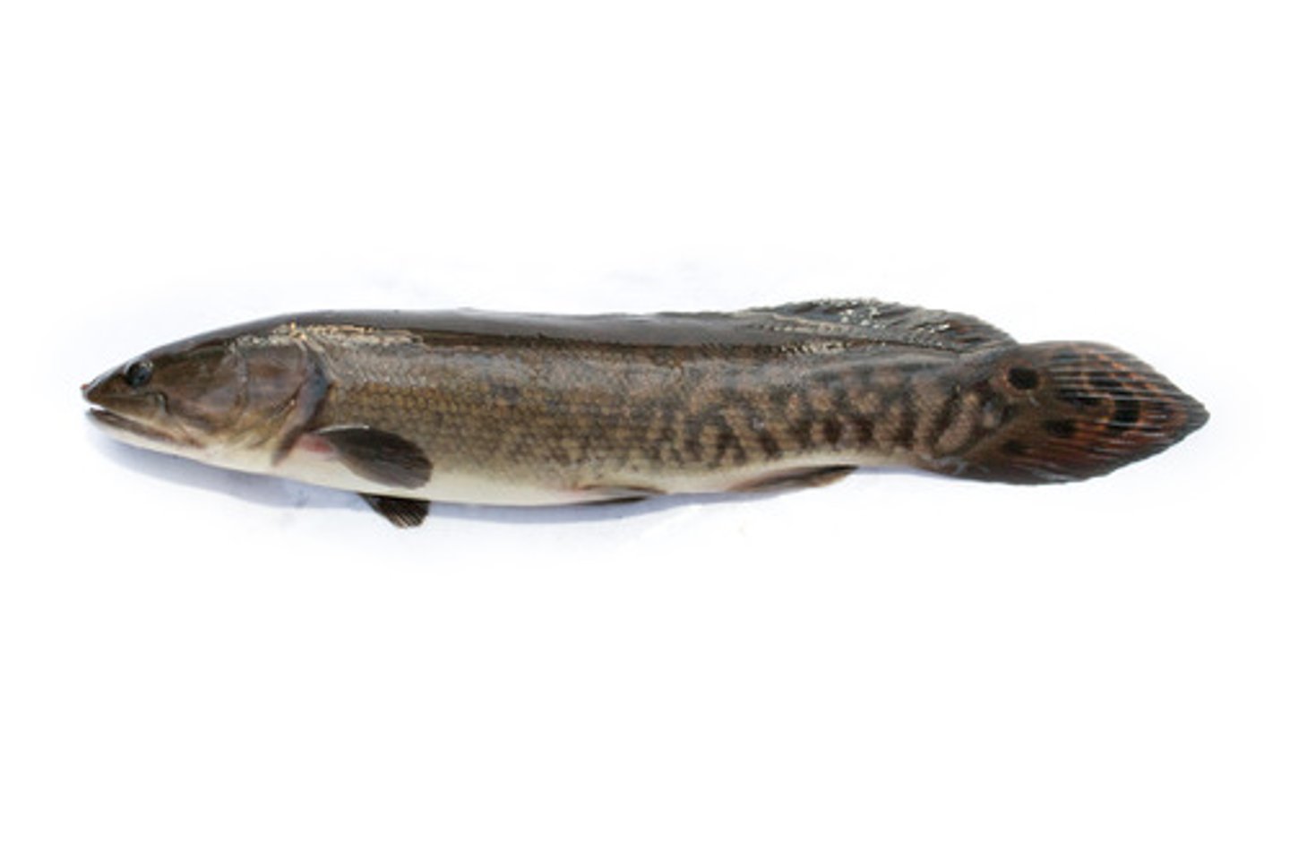 <p>piscivore, ancient traits (rounded caudal fin, gas bladder lung), large scales, rounded snout. Habitat: Lakes and rivers of Eastern North America</p>