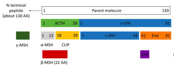 <p>enzymes that cleave POMC; different convertases give rise to different products</p>