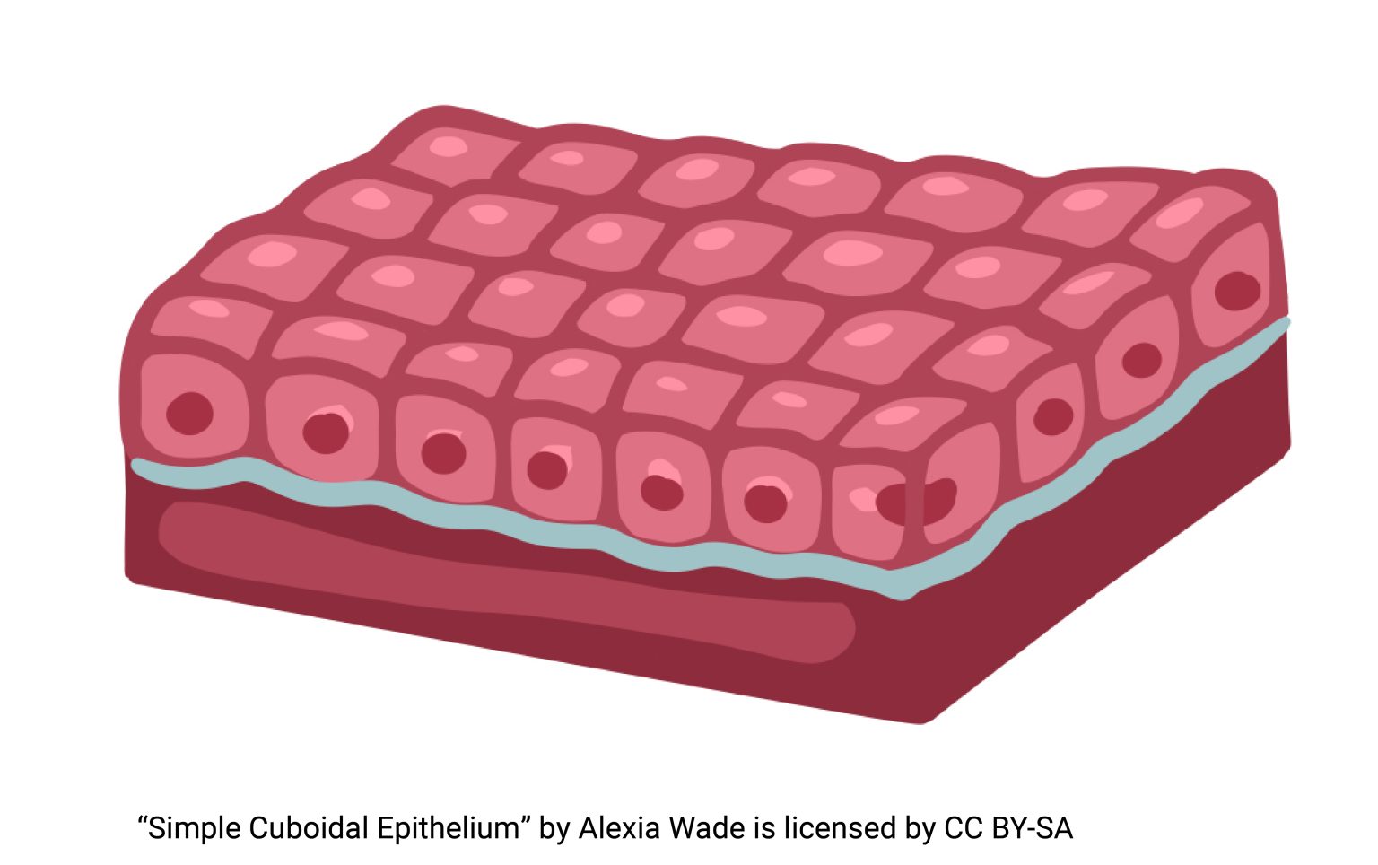 <p>cuboidal epithelium</p>