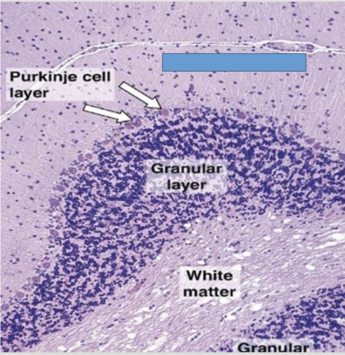 <p>Identify the layer of the cerebellum</p>