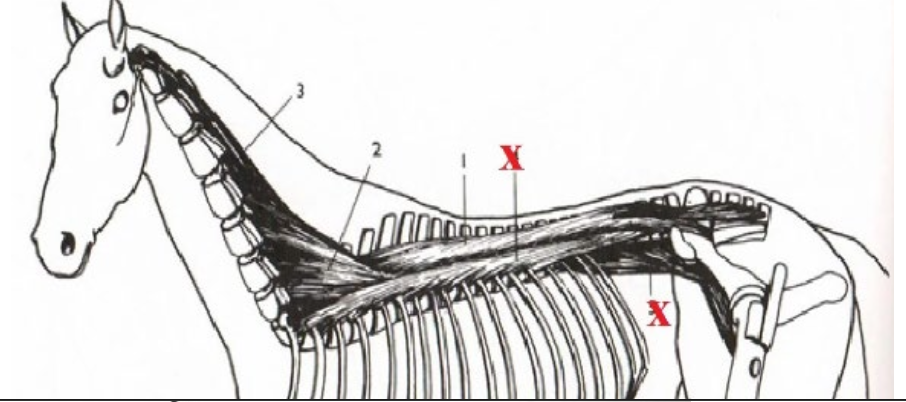 <p>What is this muscle? What is it’s purpose? Where does it originate and insert?</p>