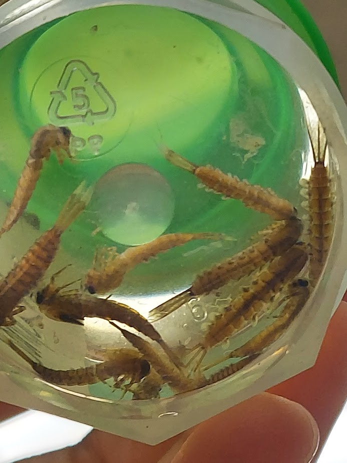 <p>Plate-like gills with fibrils shorter than gill plates</p><p>Large, minnow like</p><p>Vertically oriented head (legs also under body)</p><p>Double row of long setae on inner margins of femora and tibia of forelegs</p><p>Yellow stripe down back</p>