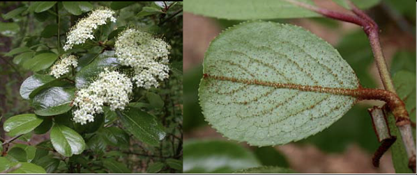 <p>Family<br>Genus<br>Species<br>Common Name</p>