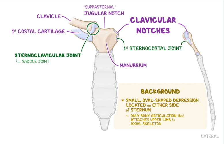 <p>It is the large, visible dip where the clavicle AND first rib join the sternum.</p>