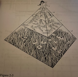 In the energy pyramid shown in Figure 2-3, which level has the smallest number of organisms