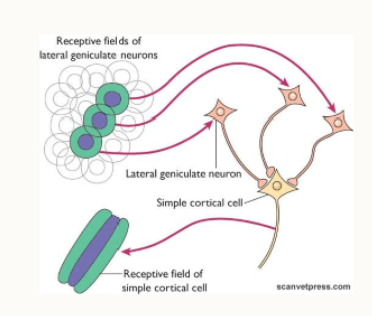 <ul><li><p>novel forms of visual fields:<br></p><ul><li><p>simple cells - can be mapped with spots of light</p></li><li><p>complex cells - respond to bars of light/an edge of specific orientation</p></li><li><p>hypercomplex cells (end stopped complex) - bar of light must be correct length</p></li></ul></li></ul><p></p>