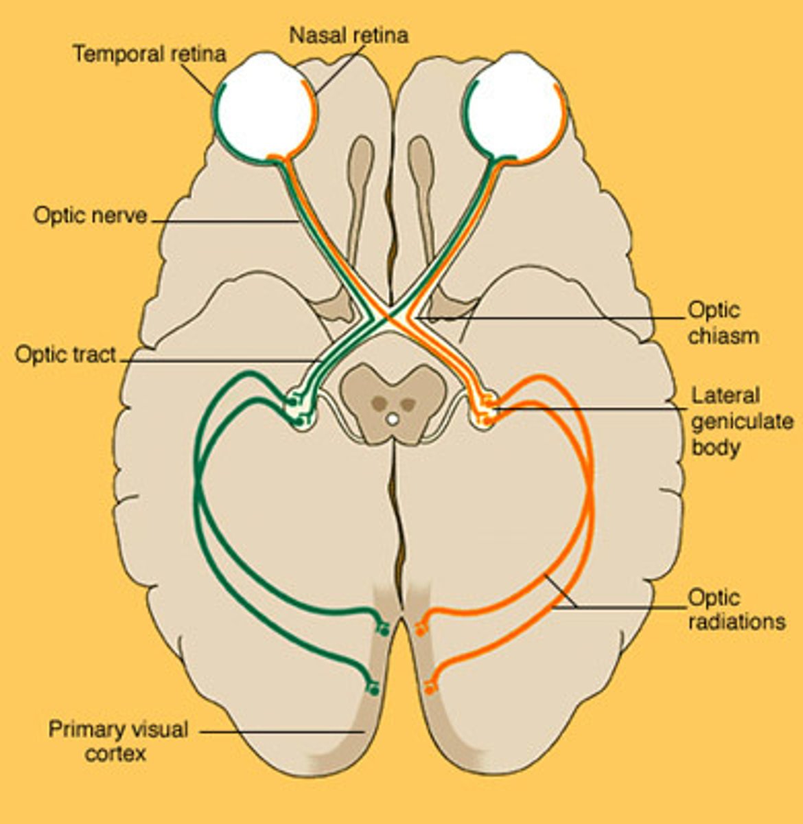 <p>the optic nerve; comprised of millions of nerve fibers that send visual messages to the brain</p>