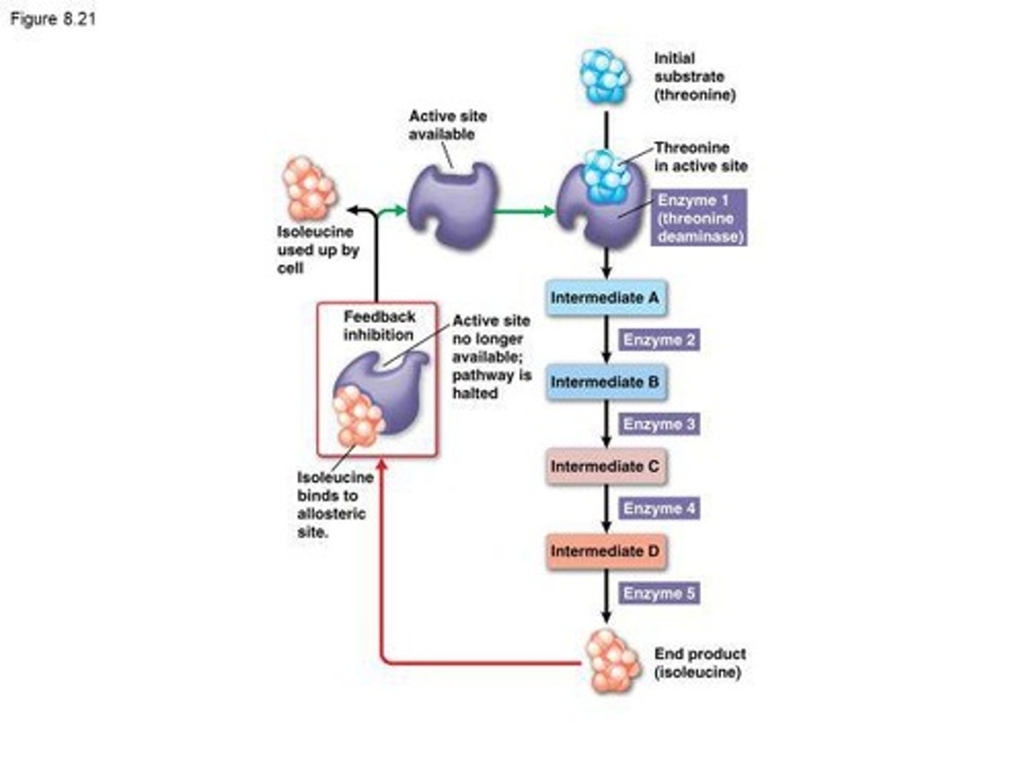 <p>A regulatory mechanism where the end product of a metabolic pathway inhibits an earlier step in the pathway.</p>