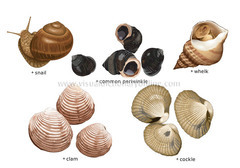 <p>Mollusks</p>