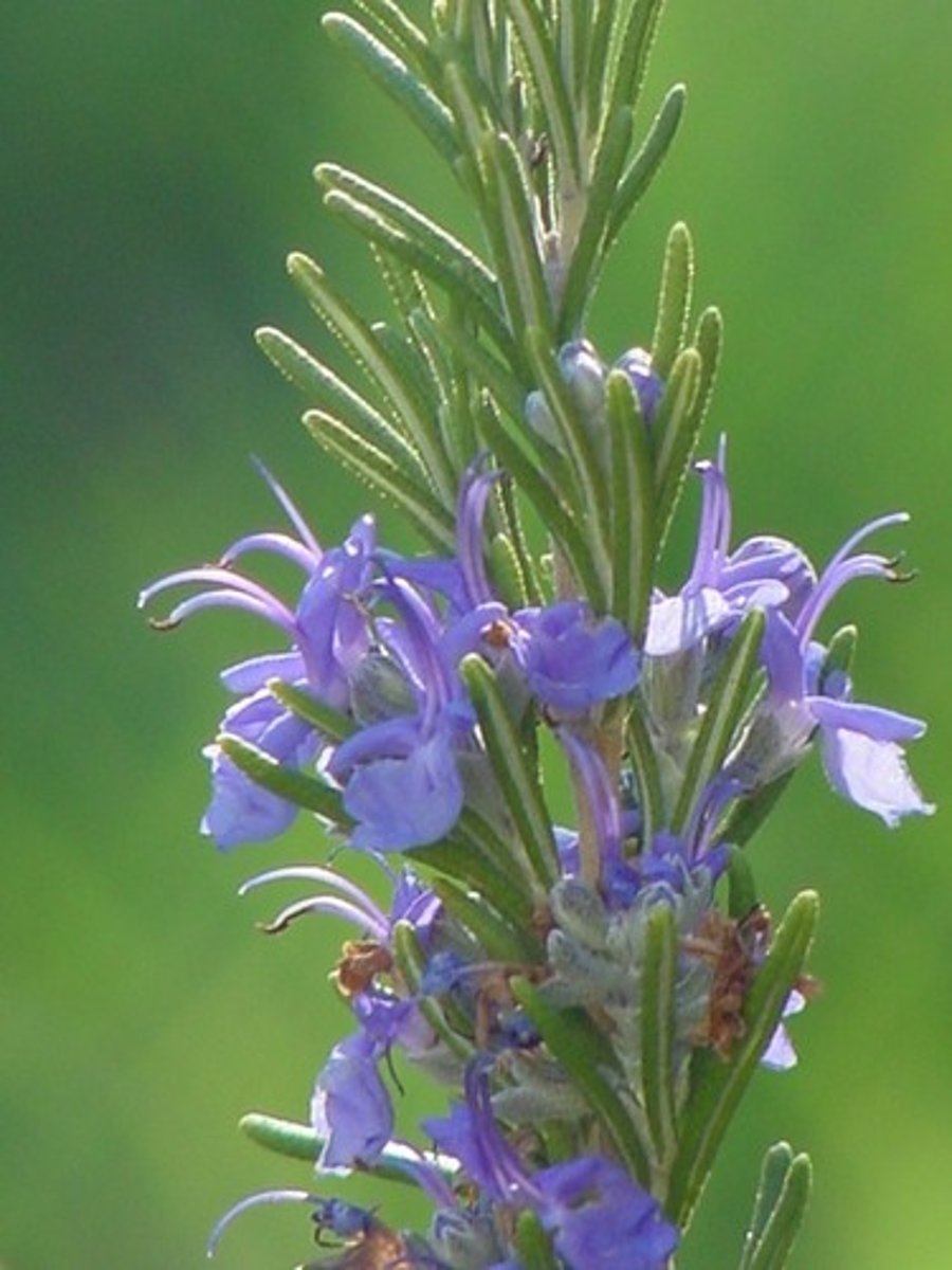 <p>square stems; opposite leaves; bilabiate flowers</p><p>leaves: elongated; pubescent; needle like; white midvein on underside</p>