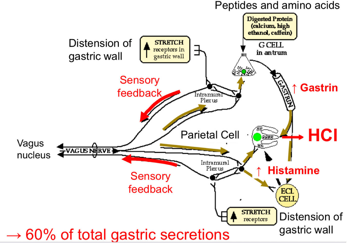 <ul><li><p>Filling of stomach distends gastric wall </p><ul><li><p>increased sensory feedback → increased parasympathetic output to parietal, ECl and G cells </p></li></ul></li><li><p>Presence of amino acids into the antrum stimulates G cells to increase gastrin secretion. </p></li><li><p>60% of total gastric secretions</p></li></ul><p></p>