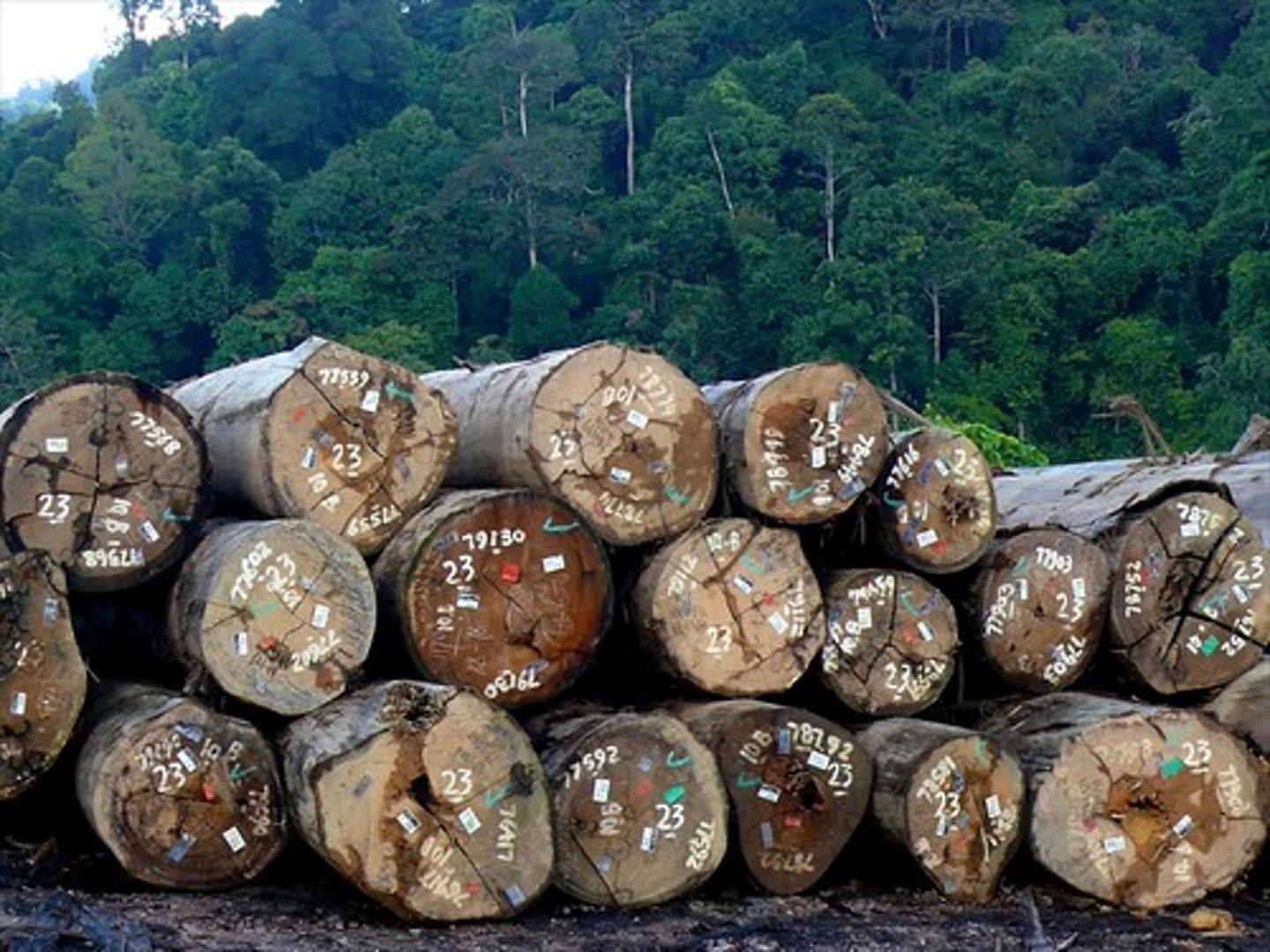 <p>management of areas of woodland</p>