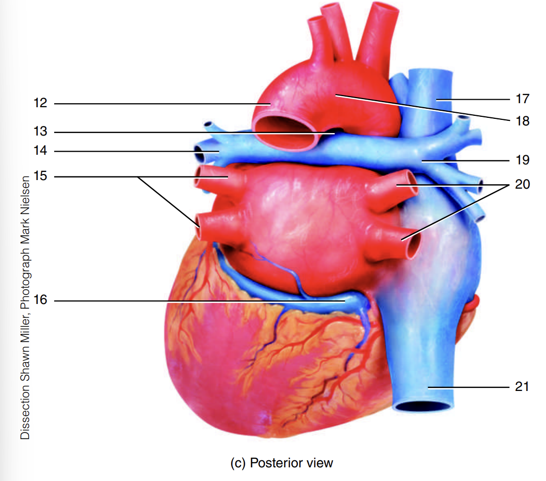 <p>15</p>