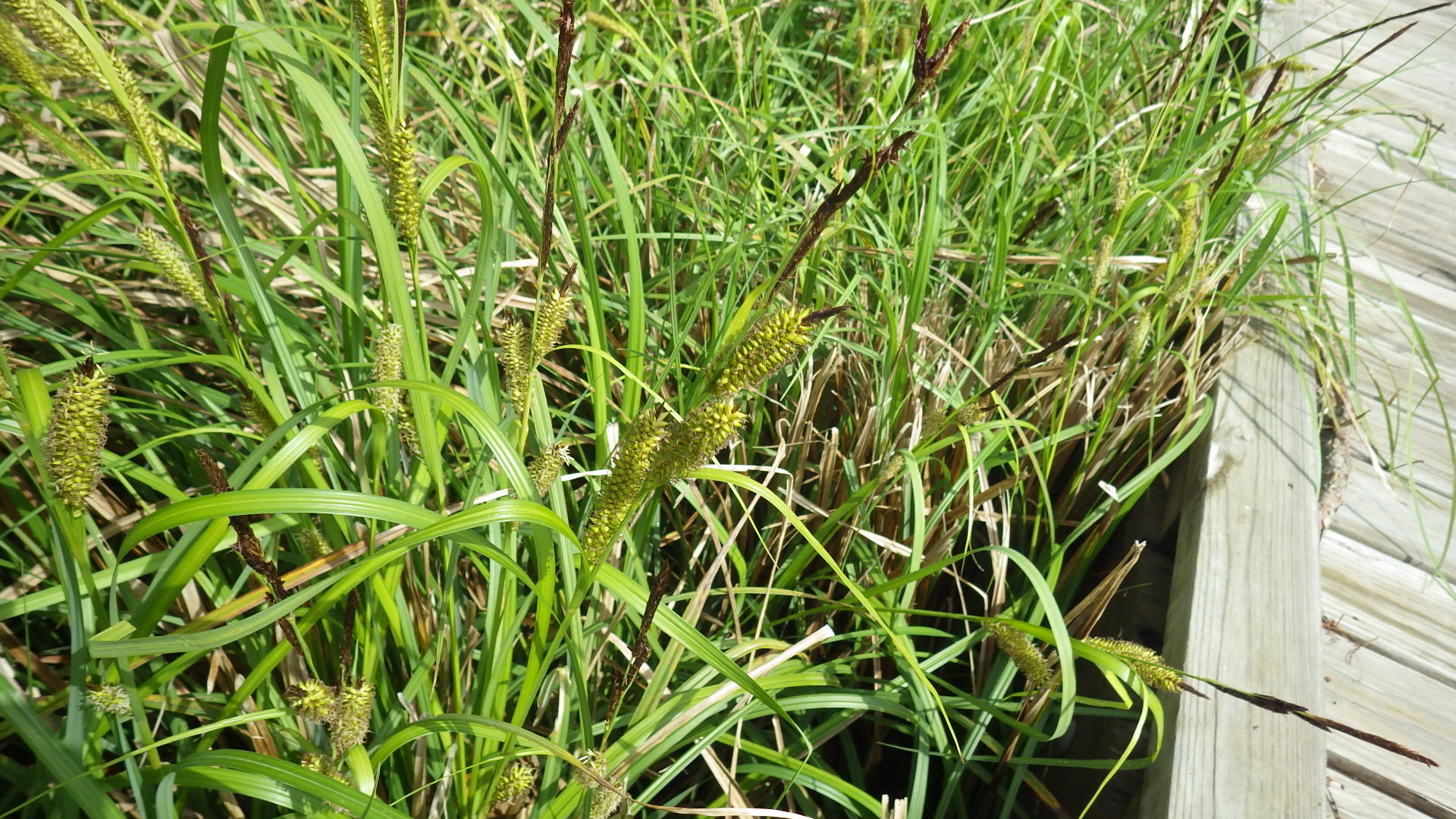 Family: Cyperaceae

SN: Carex hyalinolepis