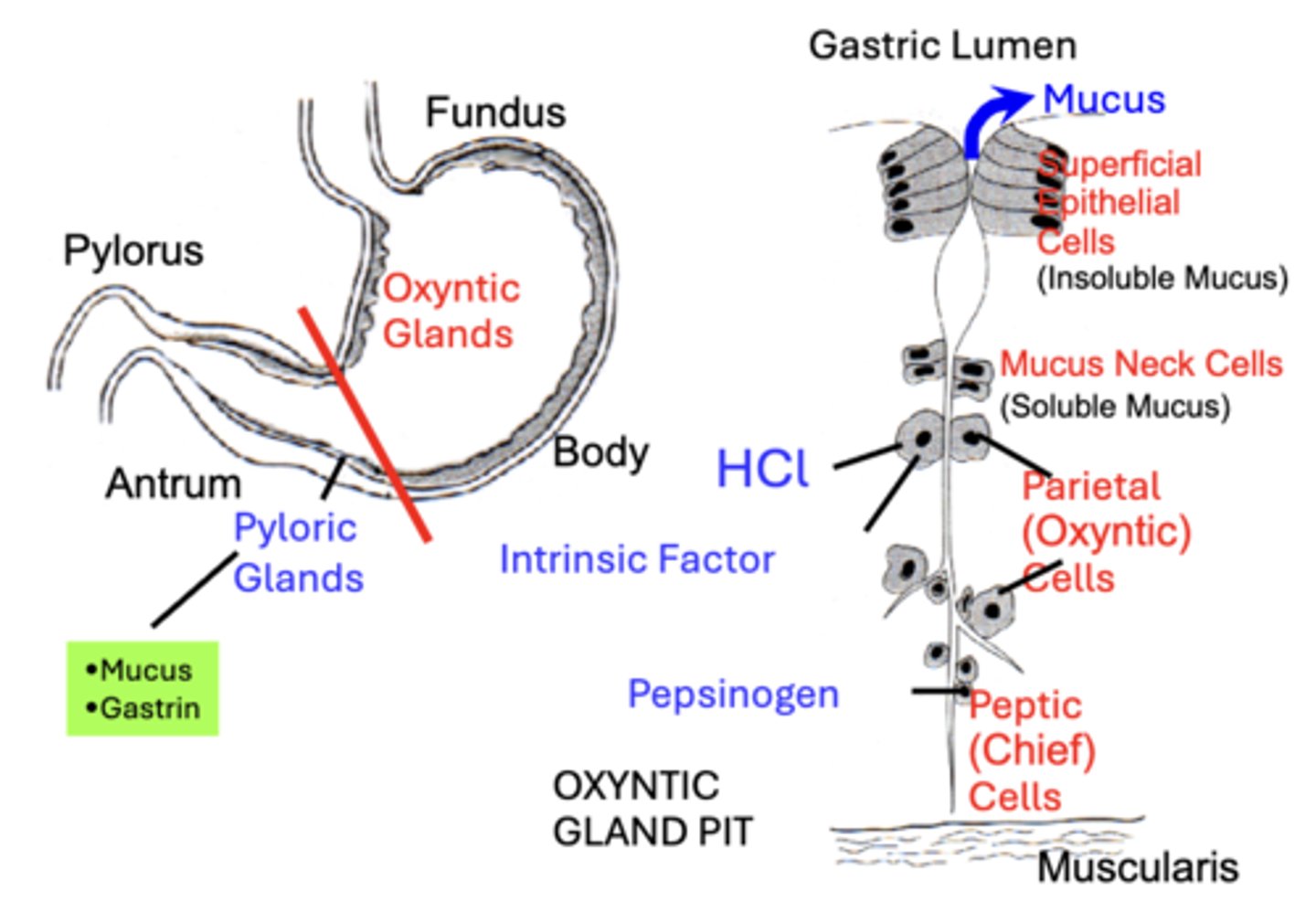 knowt flashcard image