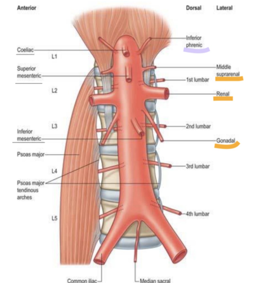 <p>the second branch off the anterior of the descending abdominal</p>